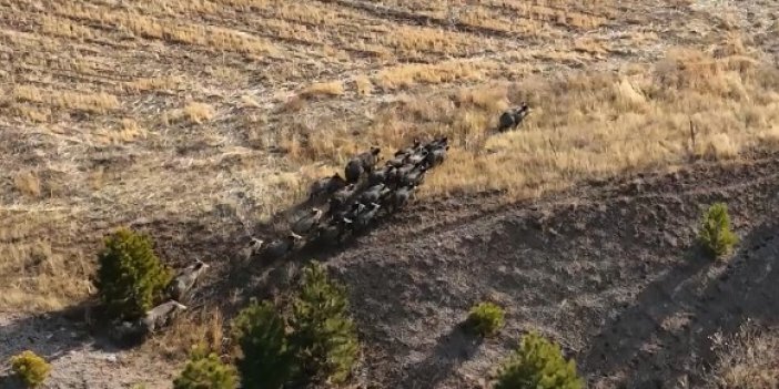 Ahlat: Domuz sürüsü dron ile görüntülendi