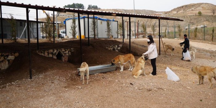 Adıyaman'da sokak hayvanlarına doğal yaşam alanı yapıldı