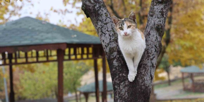 Harput’ta ’kedili’ manzaralar