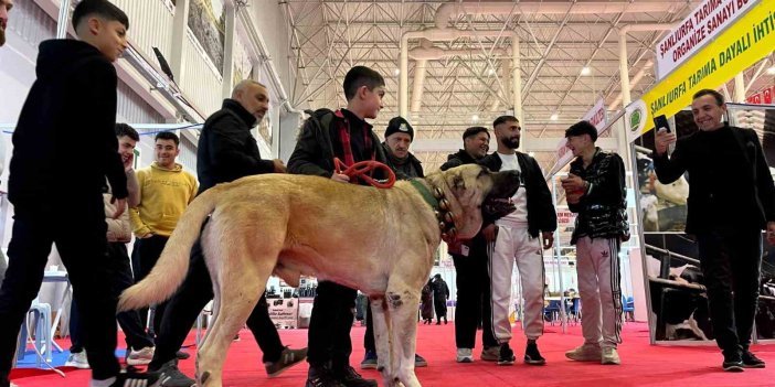 Urfa’da çobanların vazgeçilmezi: Guregh köpekleri