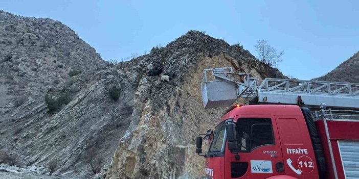 Kayalıklarda mahsur kalan 4 keçiyi ekipler kurtardı