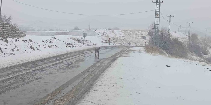 Malatya’da nesli tükenmekte olan vaşak görüntülendi