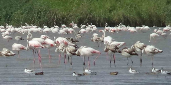 Flamingolar Van'da konaklama sürelerini uzattı