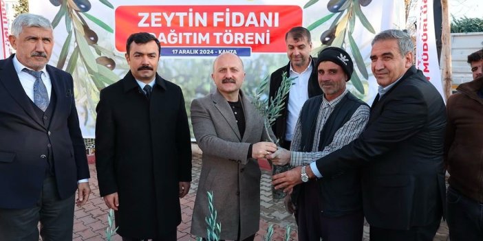 Çiftçilere 70 bin zeytin fidanı dağıtıldı