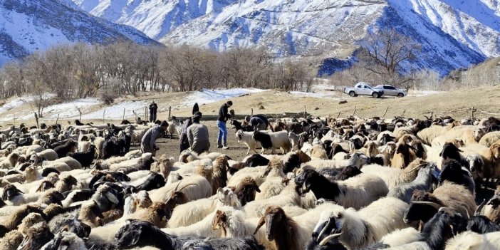 Yüksekova’da 62 köyde küpeleme, aşılama ve kimliklendirme çalışmaları yapıldı