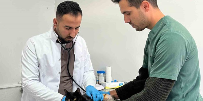 Adıyaman'da tüfekle vurulan kedi tedavi altına alındı