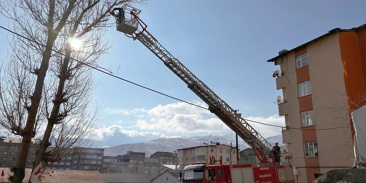 Hakkari Belediyesi, çevreyi ve sağlığı tehdit eden kavak ağaçlarını kesiyor