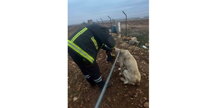 Başı tenekeye sıkışan köpeğin imdadına ekipler yetişti