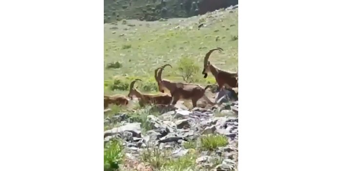 Yaban keçileri kendilerini görüntüleyen kişinin kamerasına poz verdi