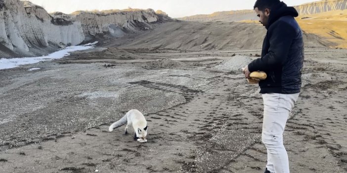 Dostluk kurdukları tilkiyi 2 senedir her gün besliyorlar