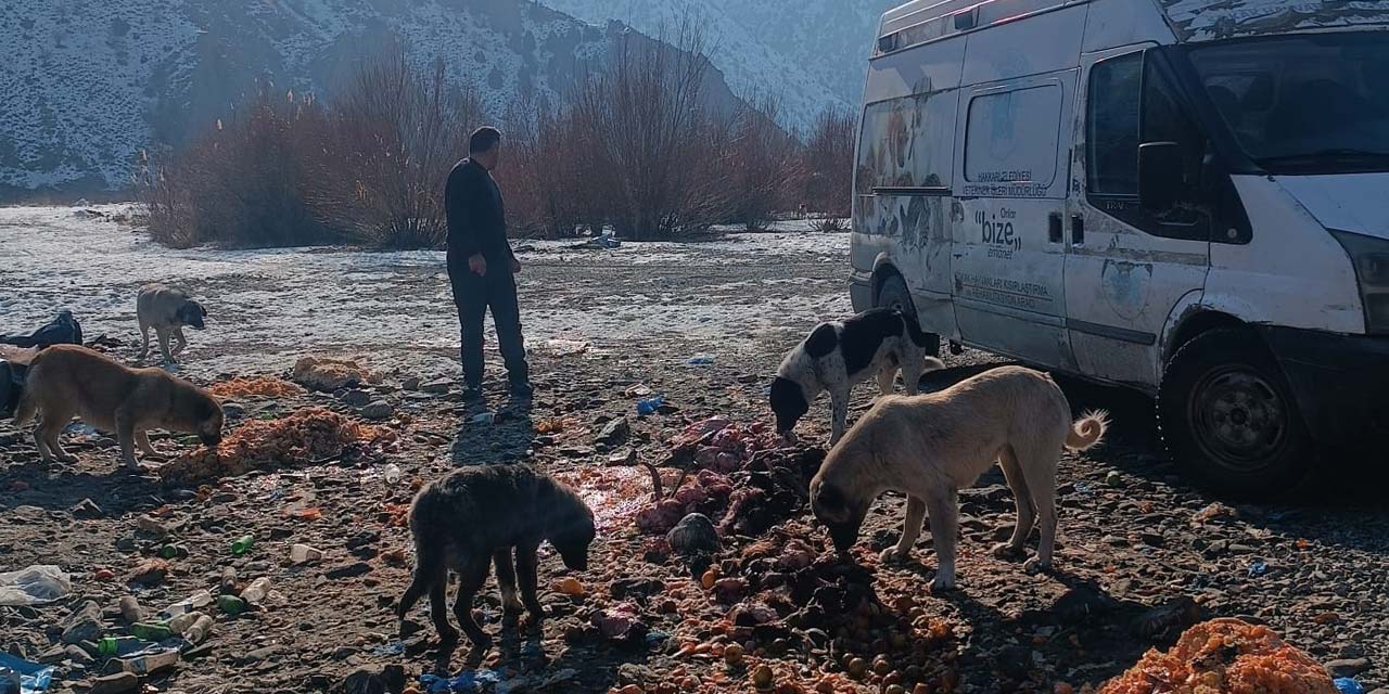 Havaların soğumasıyla birlikte sokak hayvanları için besleme çalışması başlatıldı