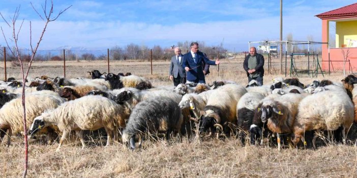 Van’da koyunculuk projesi başarıyla sürüyor