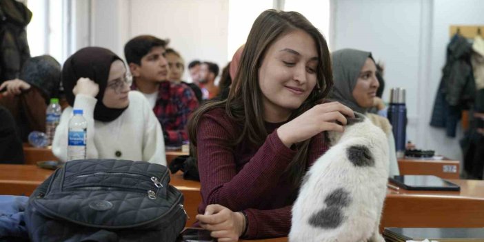 Kedi fakültede öğrencilerle derslere giriyor