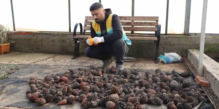 Doğada topladıkları kozalaklardan fidan üretiyorlar