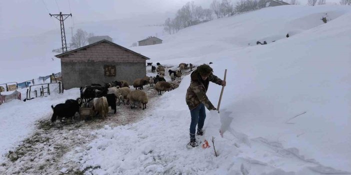 Muş’ta besiciler karla mücadeleyi sürdürüyor