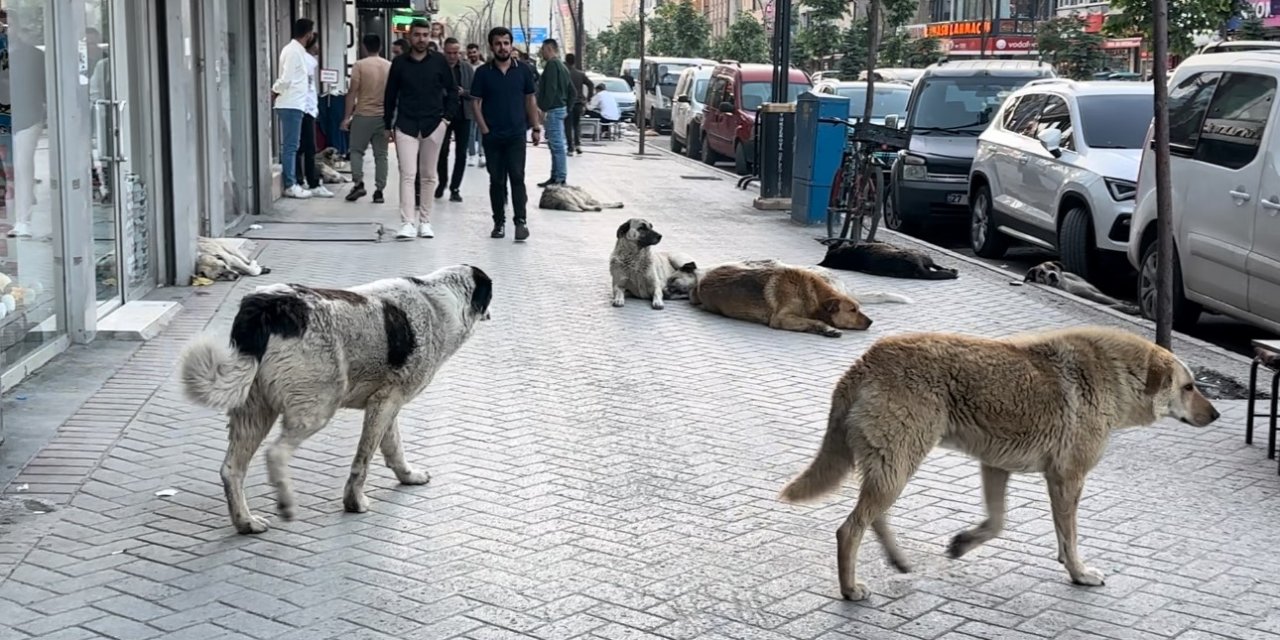 Vatandaşlar sokak köpeklerinin toplanmasını istiyor