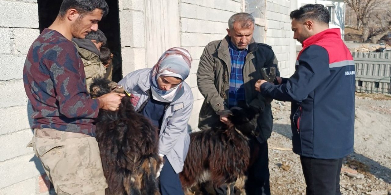 Şırnak’ta hayvan sağlığına yönelik çalışma