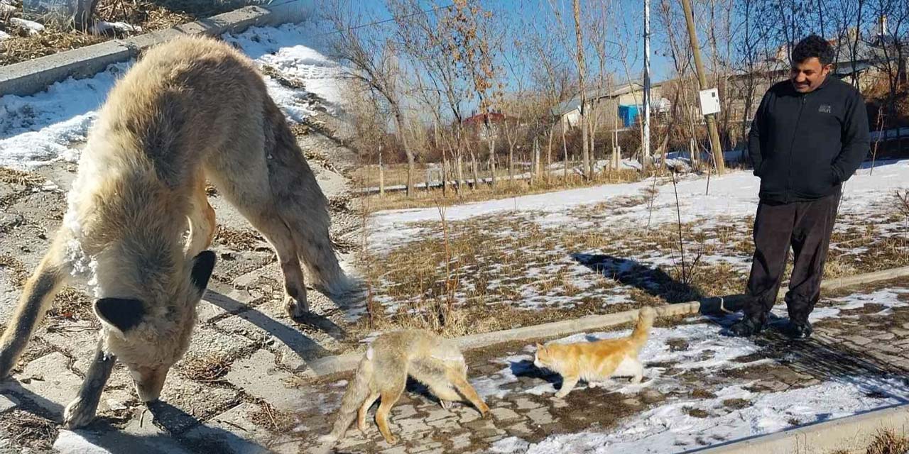 Van'da bir tilki donmuş halde bulundu