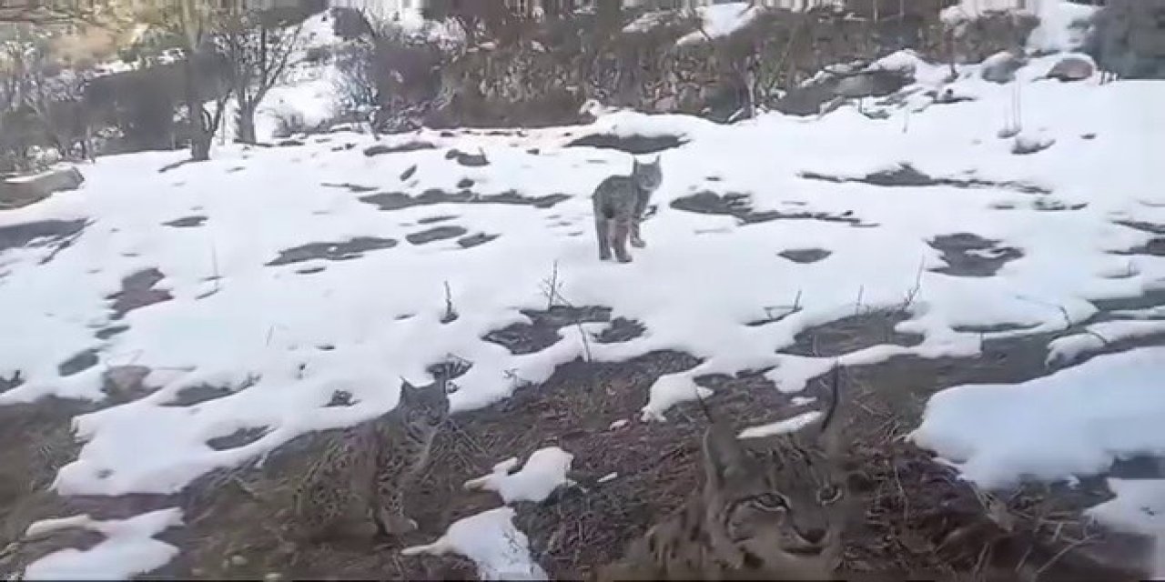 Erzurum'da vaşakların koruma altına alınmasını istediler