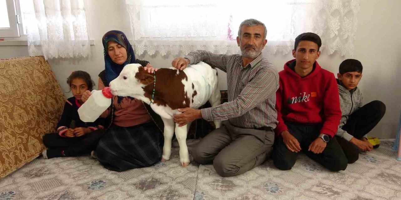 Adıyaman'da erken doğan buzağıya çocukları gibi bakıyorlar