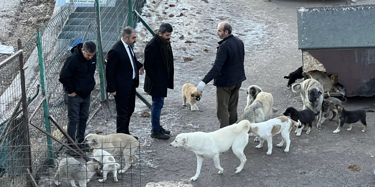 Yüksekova Belediyesi’nden Barınak ve Sokak Hayvanları Açıklaması