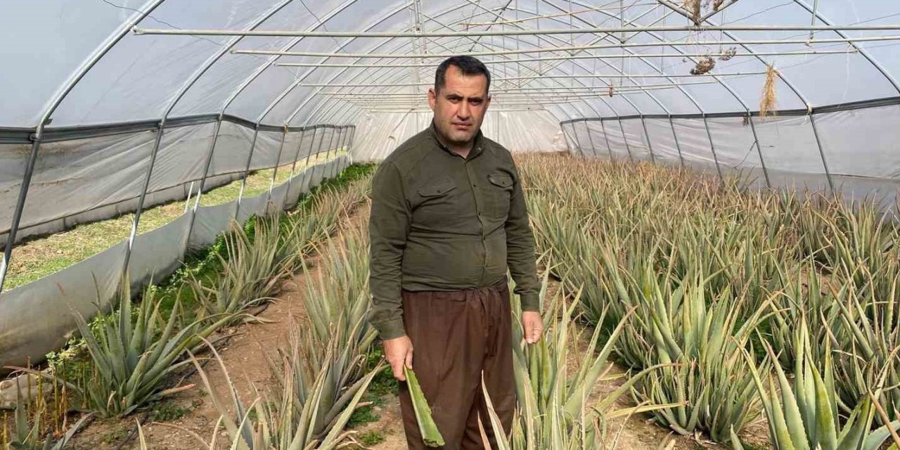 Derecik’in aloe vera üreticisi, pazarlama sıkıntısı yaşıyor