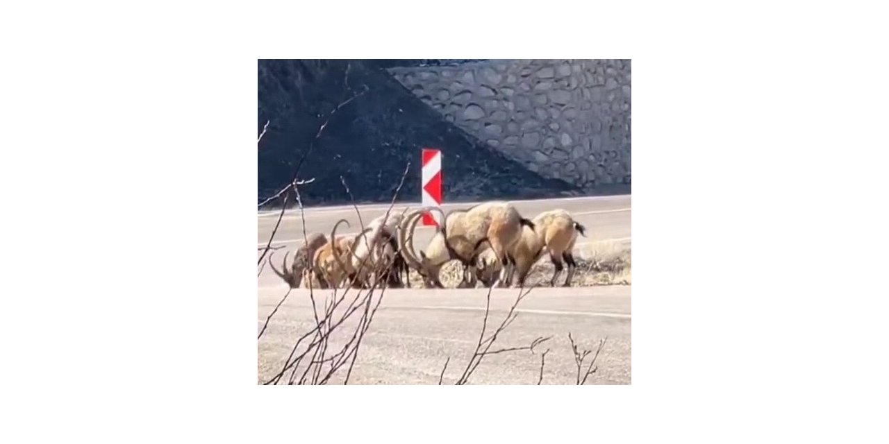 Adıyaman'da buz ihtiyacını karşılamak için karayoluna indiler