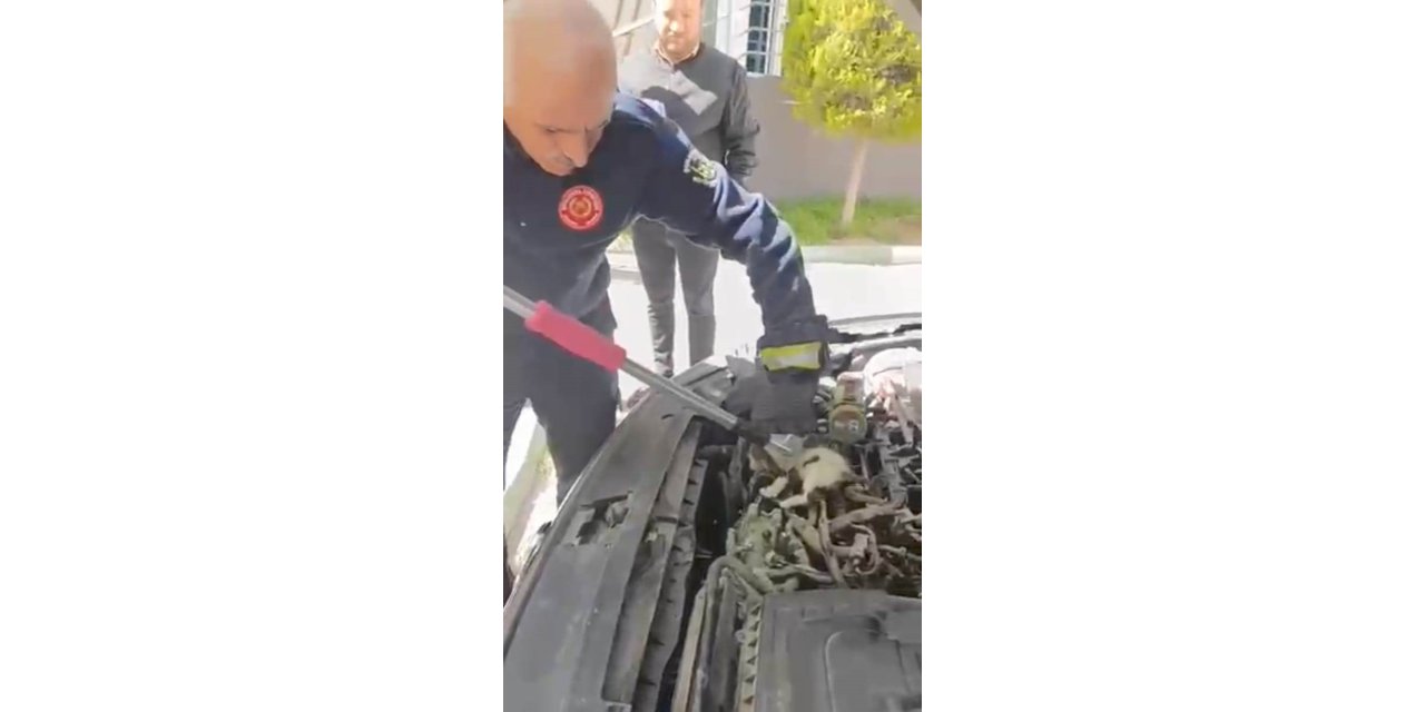 Kedinin Urfa'da kedinin otomobilin motor kısmında doğurduğu yavruları kurtarıldımotor kısmında doğurduğu yavruları kurtarıldı