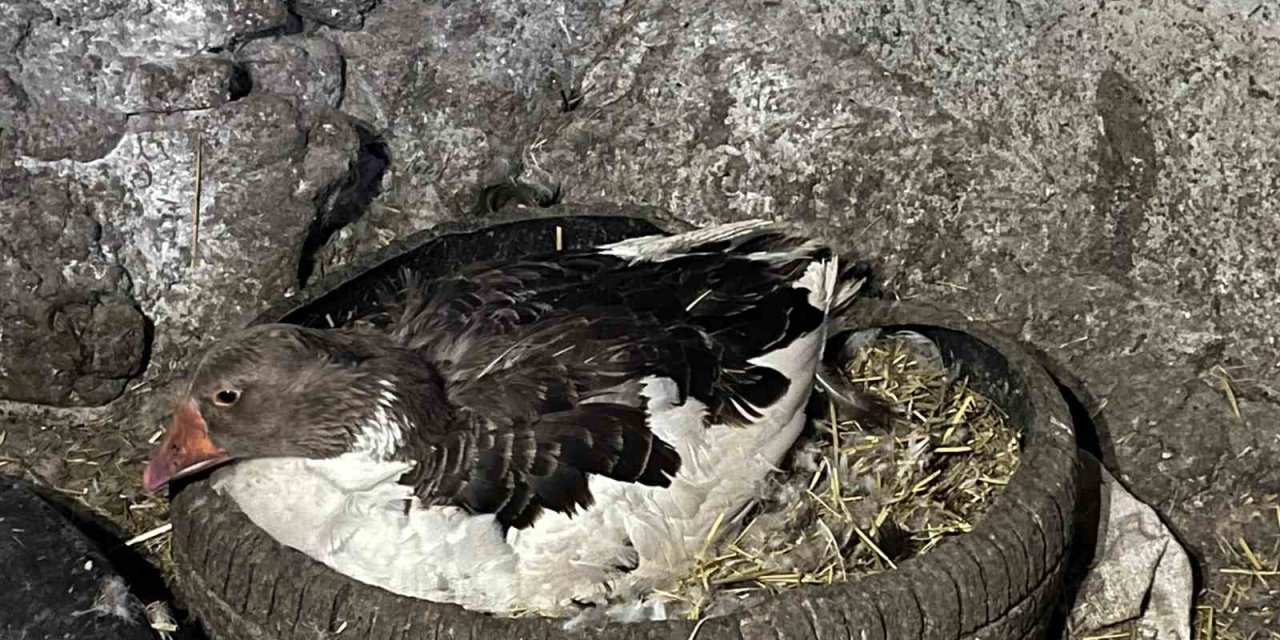 Kars’ta kazlar kuluçkaya yattı, yılın ilk yavruları çıktı