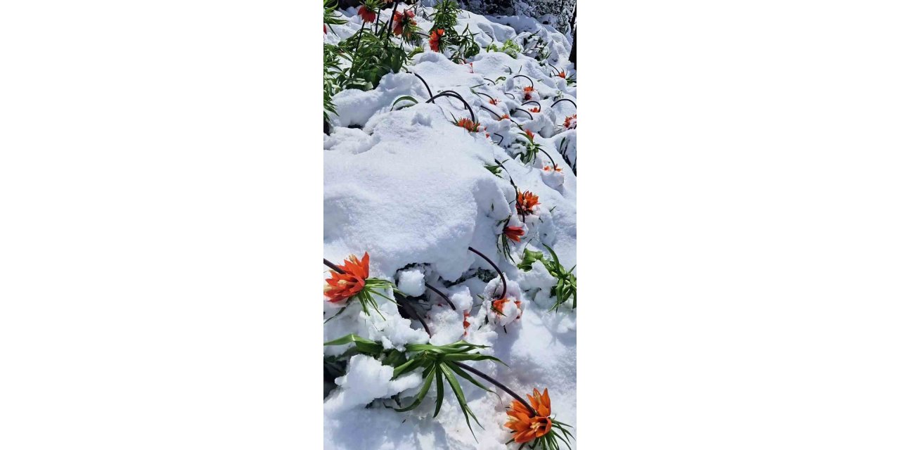 Bingöl'de şiddetli kar yağışından ters laleler de nasibini aldı