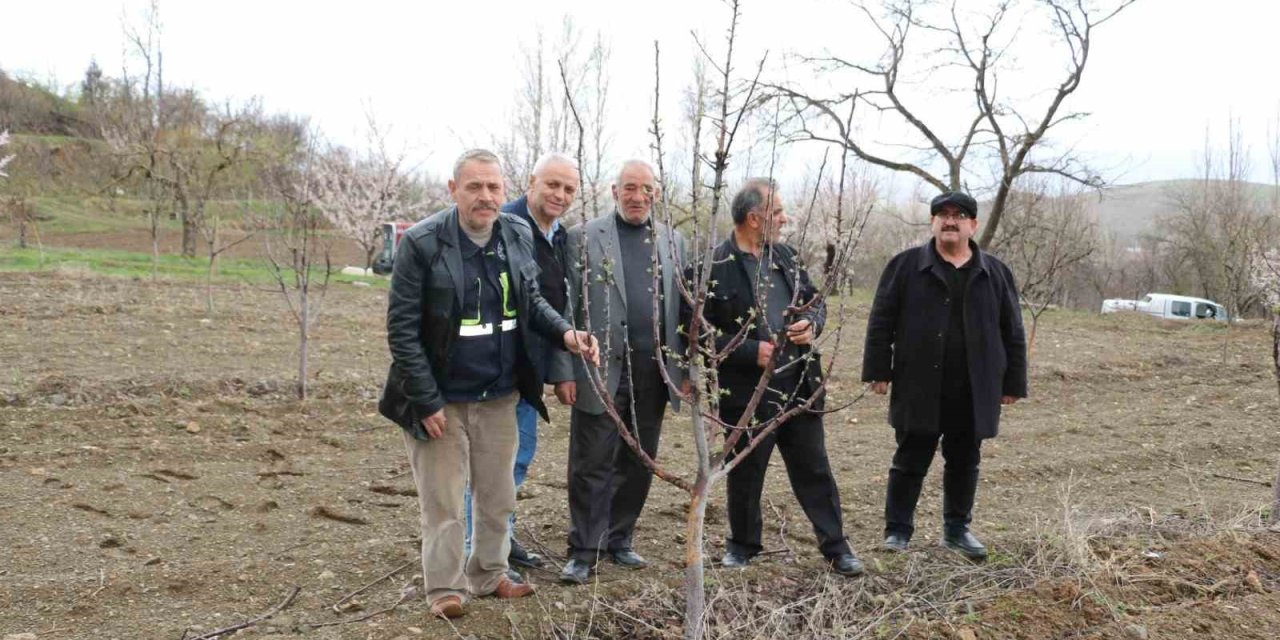 Erzincan’da aç kalan tavşanlar fidanları kemirdi