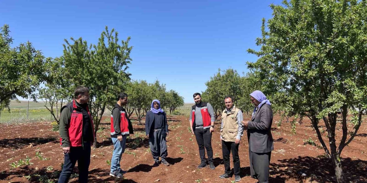 Şanlıurfa’da zirai don etkisiyle tarımsal zararlar inceleniyor