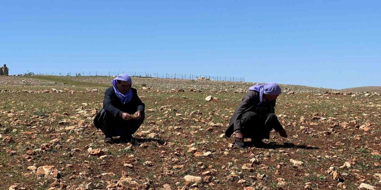 Urfa’da kuraklık alarmı