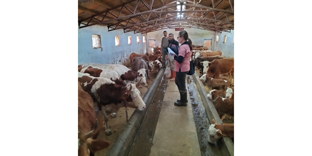 Elazığ’da büyük ve küçükbaş hayvanlara aşı ve küpeleme çalışması sürüyor