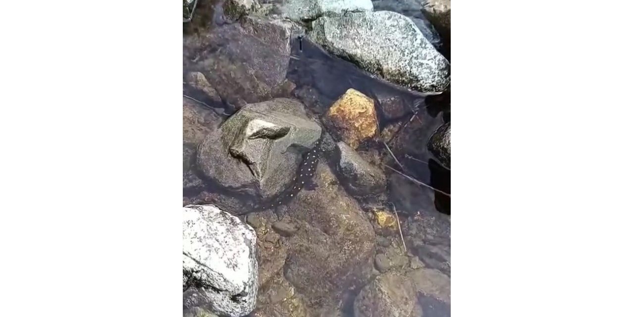Anadolu benekli semenderi Elazığ’da ortaya çıktı