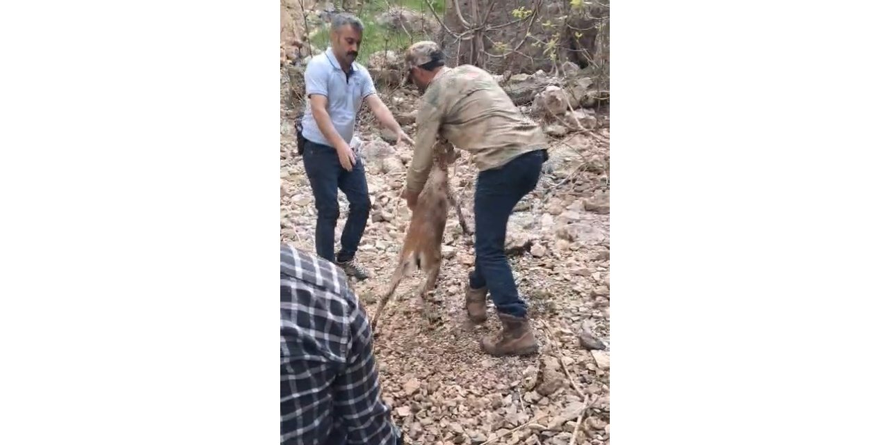 Yaralı yavru dağ keçisi suya atladı
