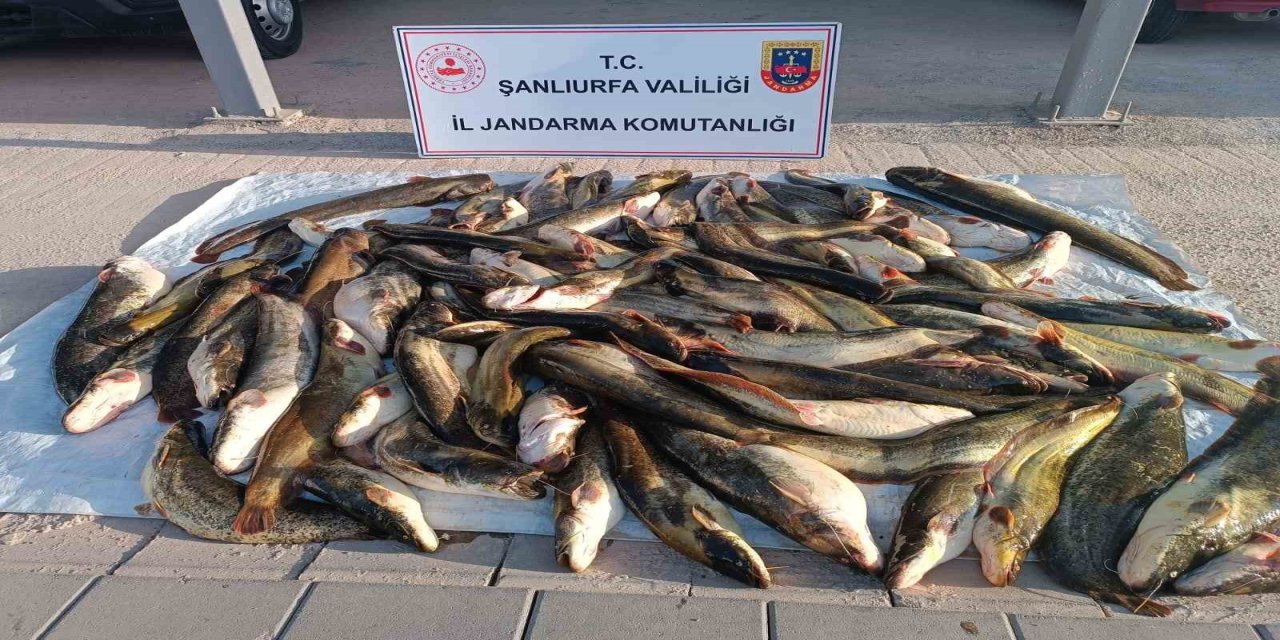 Şanlıurfa'da kaçak balık avına 24 bin lira ceza