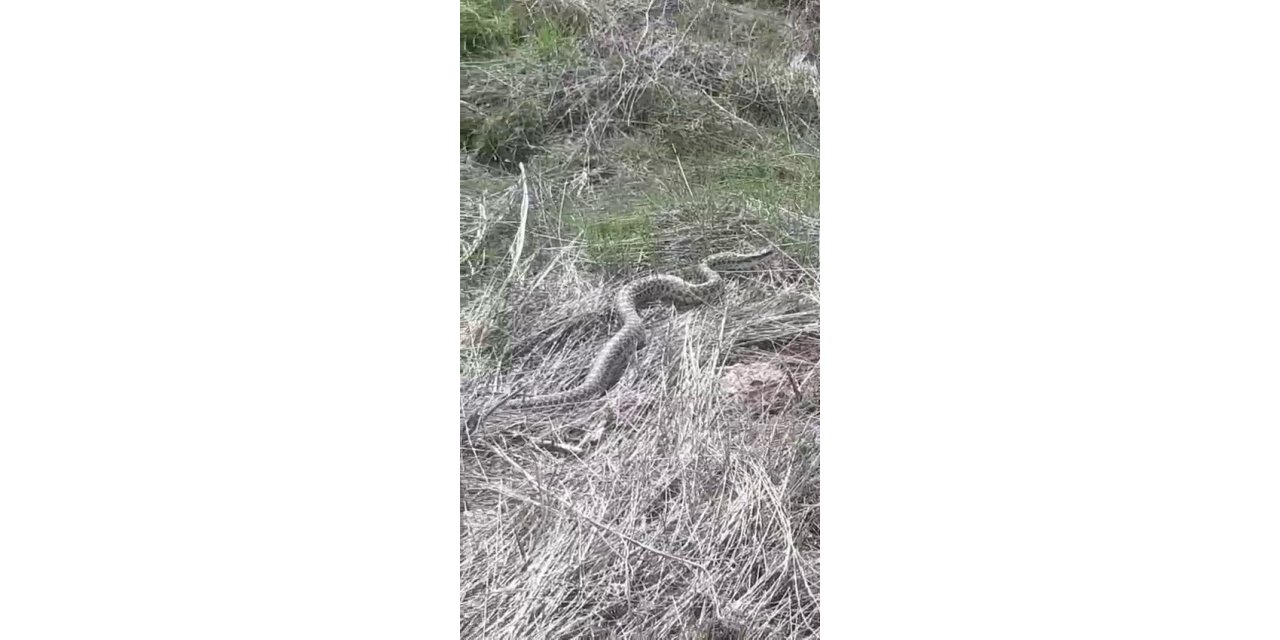 Erzurum'da 3 metre uzunluğunda yılan görüldü