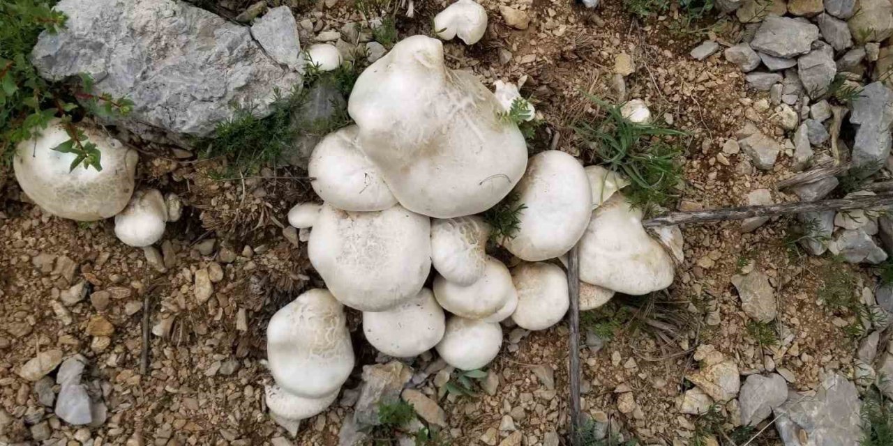 Erzincan'da 2 bin rakımın üzerinde yetişen mantarları topluyorlar
