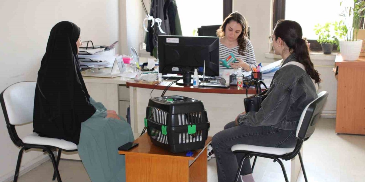 Tercan’da mikroçip çalışmaları sürüyor