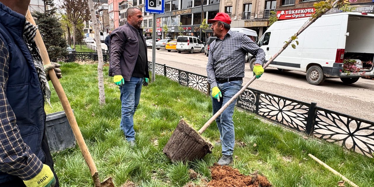 Cengiz Topel Caddesi’nde ağaçlandırma çalışmaları devam ediyor