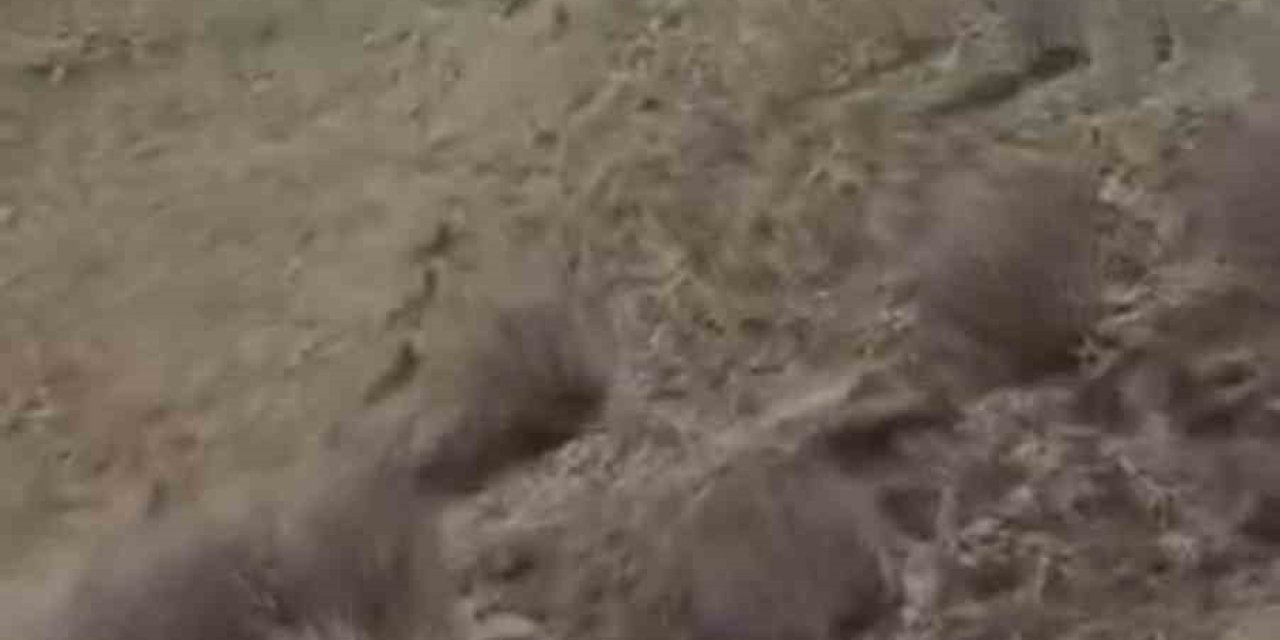 İran sınırında domuz sürüsü görüntülendi