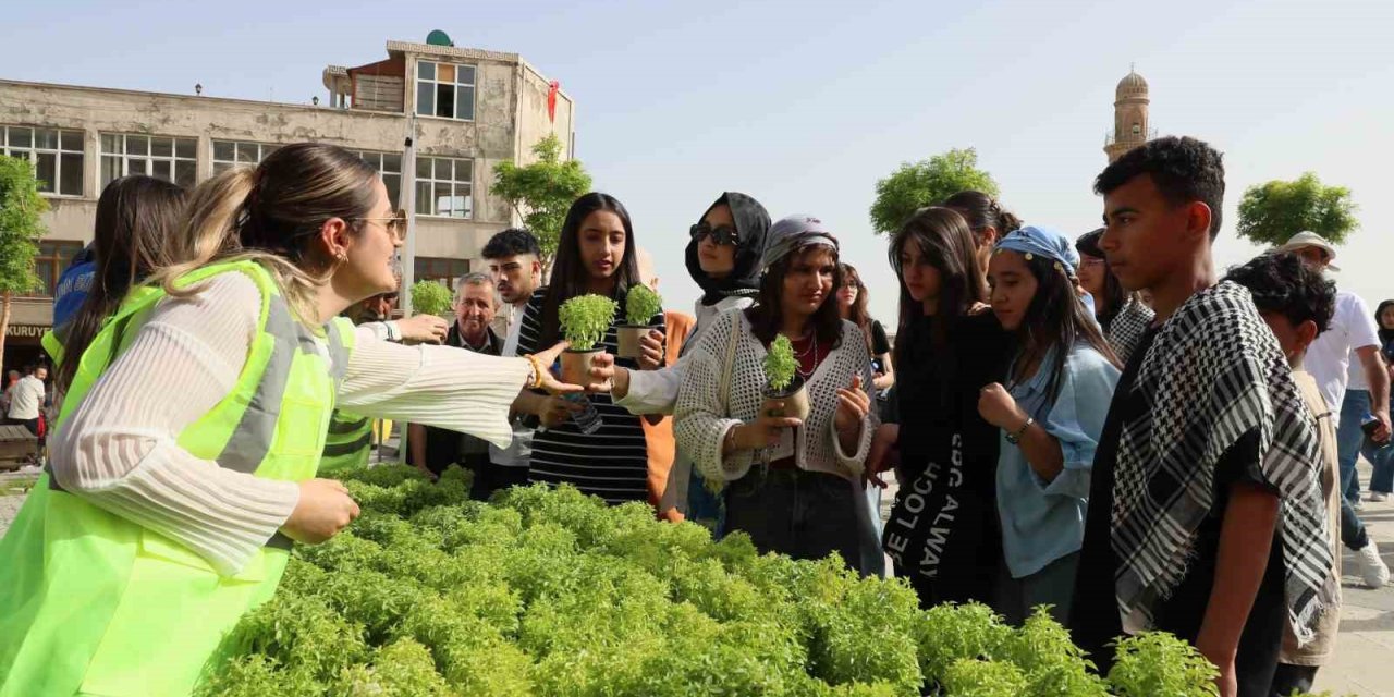 Mardin’de vatandaşlara 60 bin fesleğen dağıtıldı