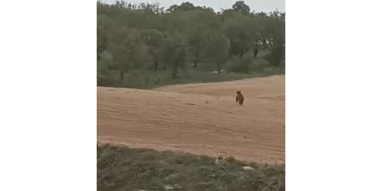 Elazığ'ın Ağın ilçesinde ayı, üzüm bağlarına zarar verdi