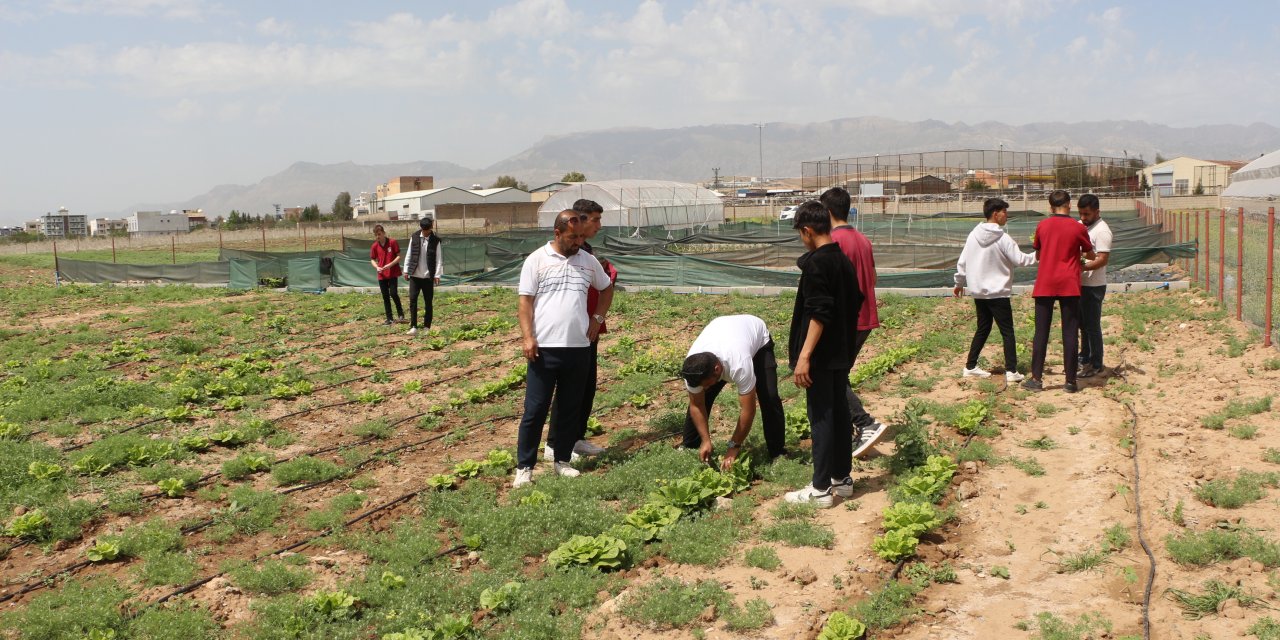 Silopi'de lise öğrencileri ilk tarım hasadını yaptı
