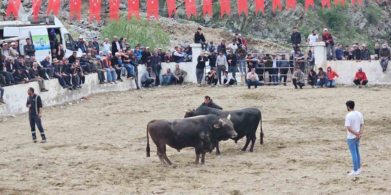 Erzurum'da boğalar sahada sahipleri saha dışında birbirine girdi