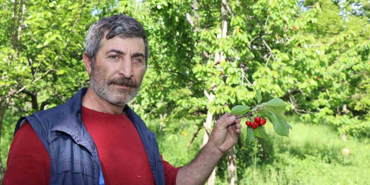 Misafir kirazında hasat vakti