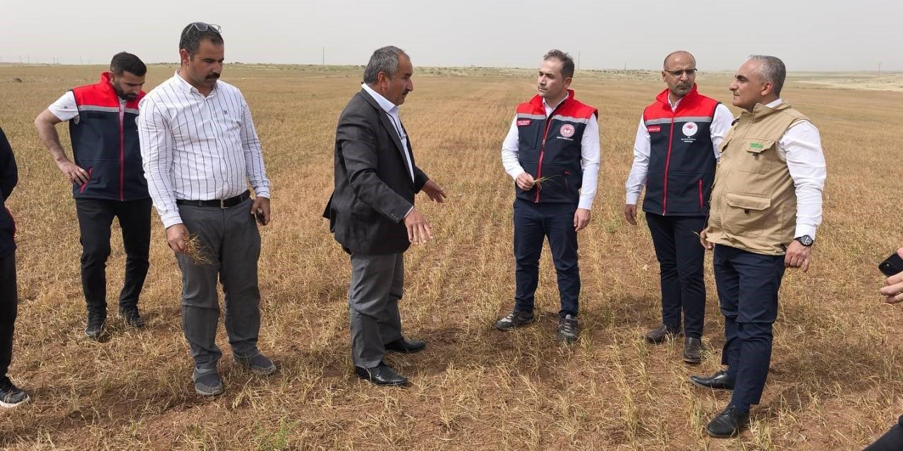 İdil'de susuz tarım ürünlerinde erken kuruma başladı