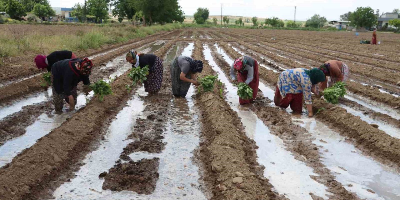 Birecik patlıcanında ekim sezonu başladı