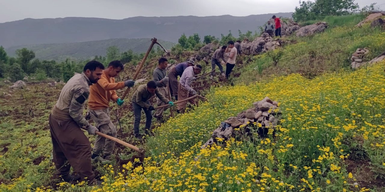 Derecik'in bağlarında imece usulü budama